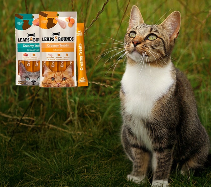 pt banner cat 3 opt